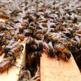 A maggio si raggiungono anche le 80mila unit�, che scendono a 10mila in inverno, quando rallenta la fase riproduttiva

